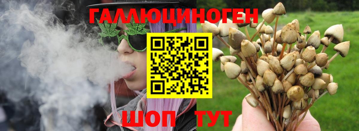 Сибай  Псилоцибиновые грибы прущие грибы  Вход с VPN  Галлюциногенные грибы Psilocybine cubensis 